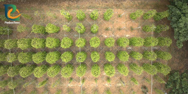 Rows of pepper plants seen from above