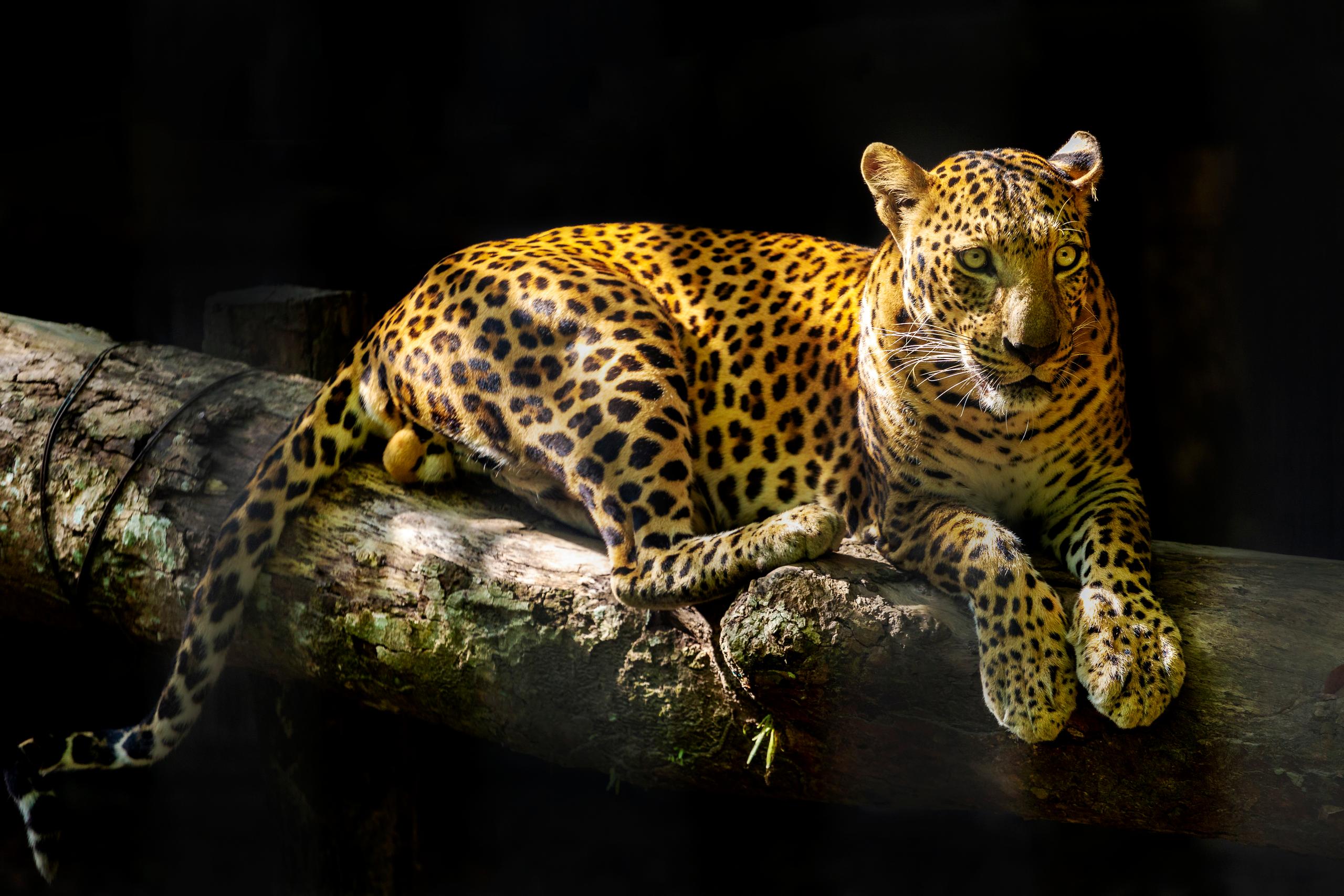 A spotted big cat resting on rocks at Vinpearl Safari