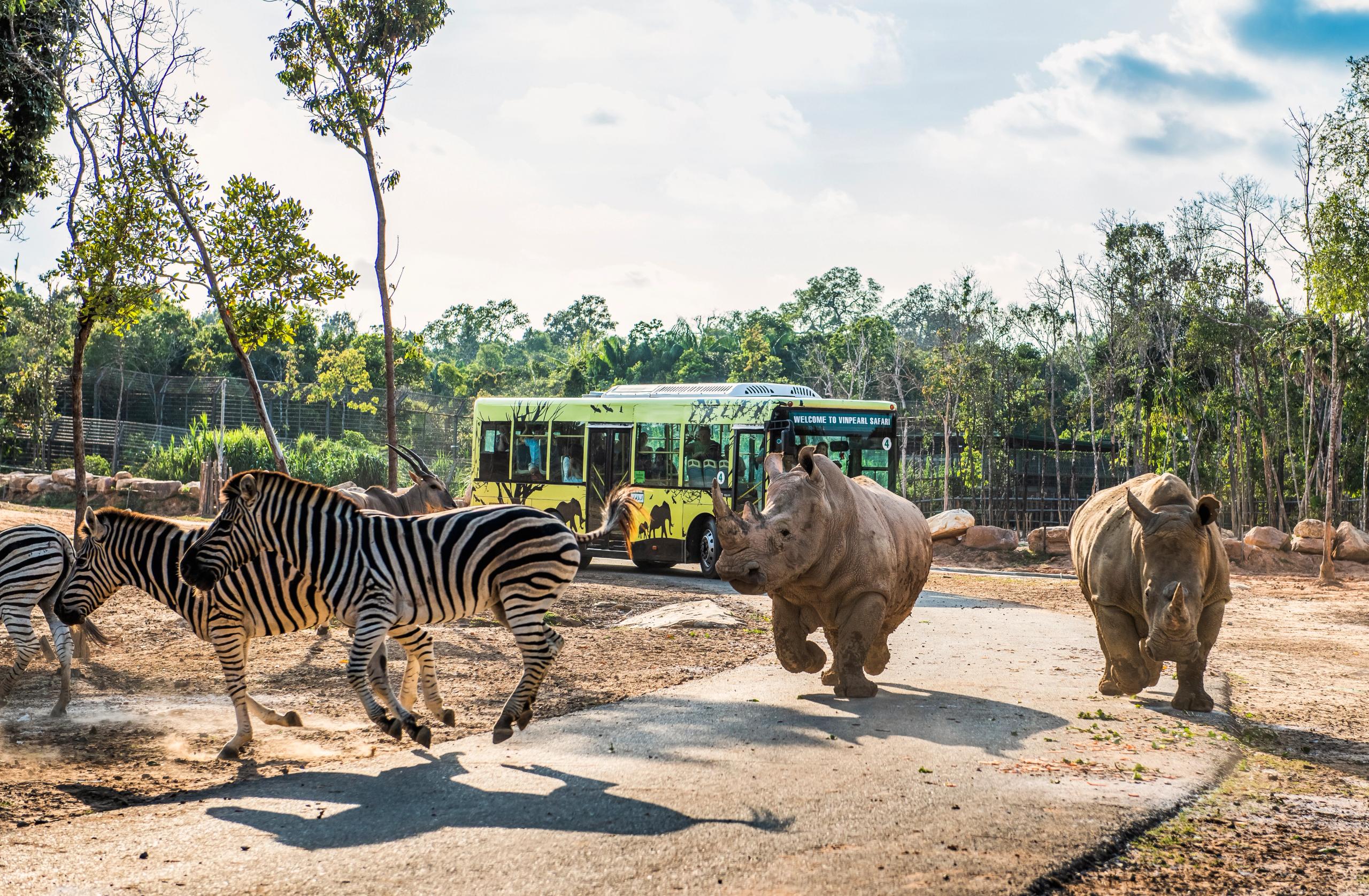 Rhinoceroses and zebras beside a safari vehicle