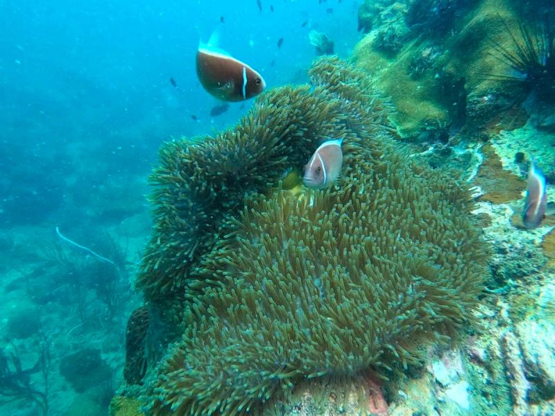 Fish beside a tentacled underwater habitat
