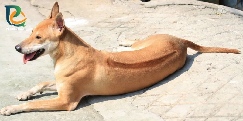A reclining Phu Quoc ridgeback with its dorsal ridge visible