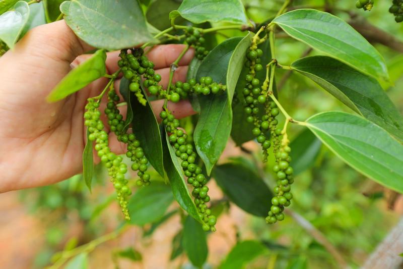 Green pepper berries on a vine