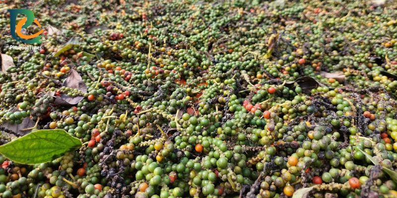 Fresh green and ripening peppercorns spread after harvest