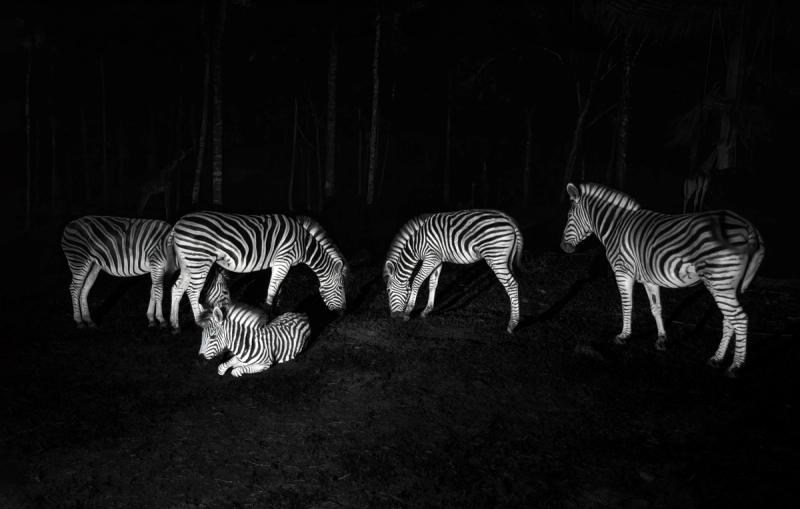 Zebras photographed at Vinpearl Safari Phu Quoc; a recorded sighting, not a promise of a particular encounter.