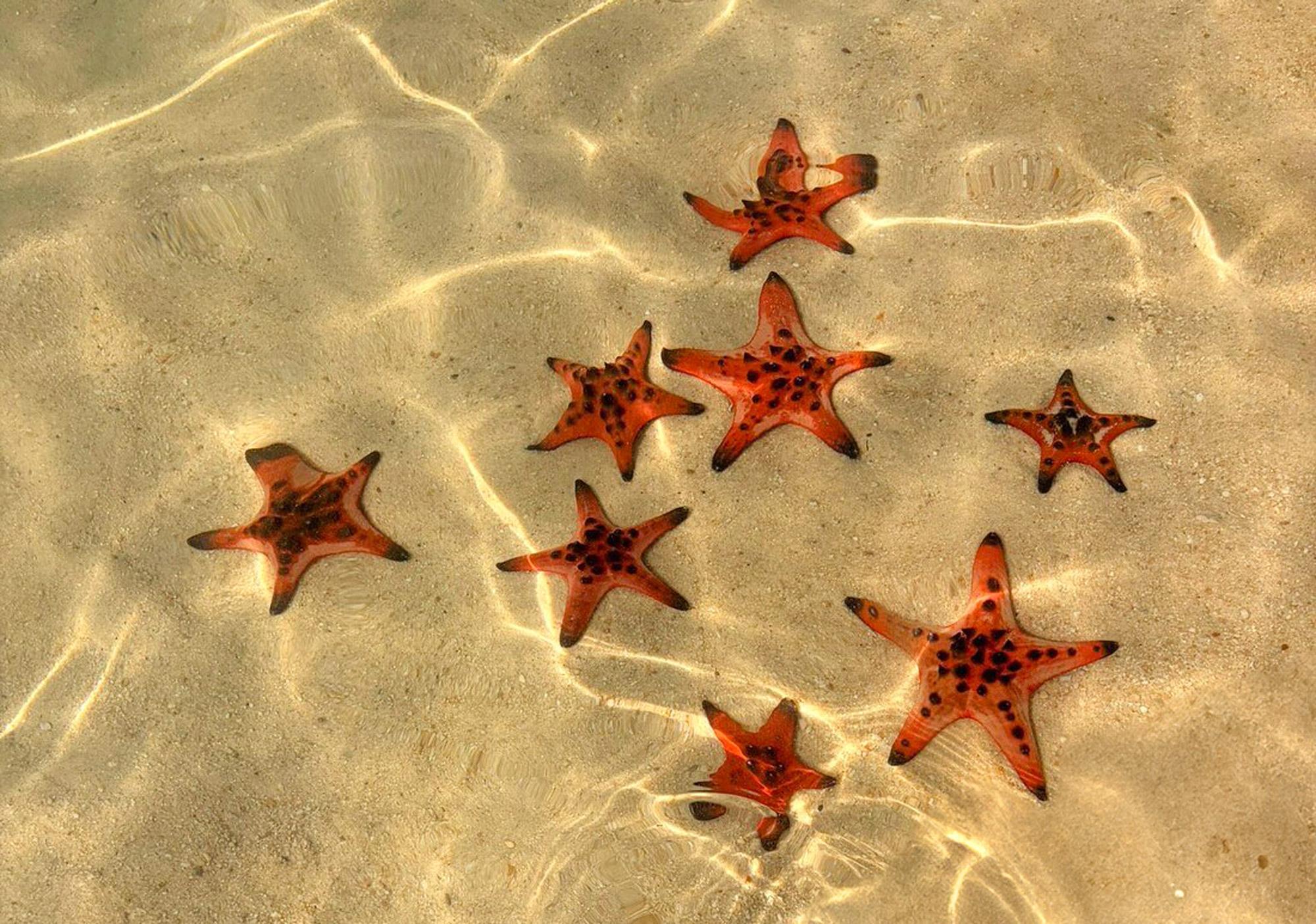 Red starfish submerged beneath shallow water over sand