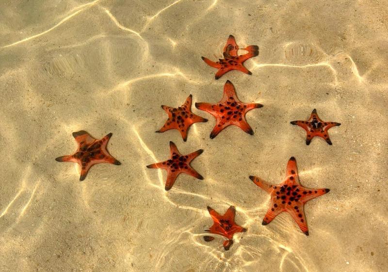 Red starfish submerged beneath shallow water over sand