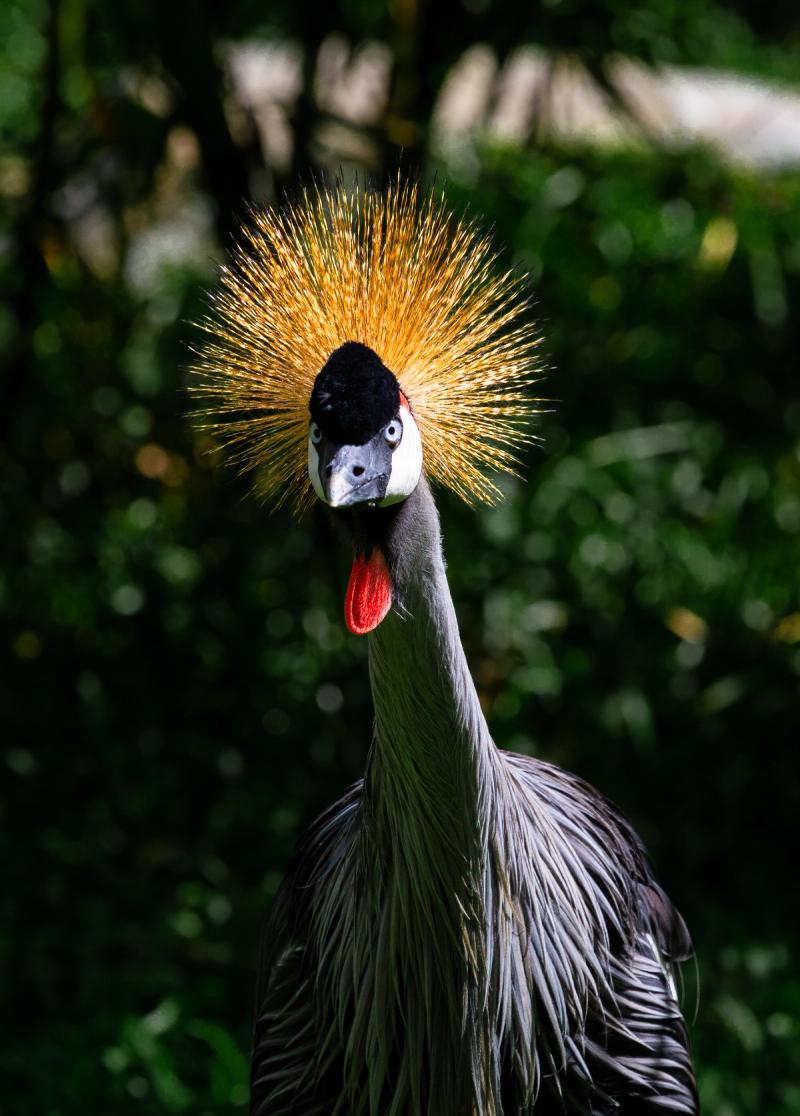 A crowned crane at Vinpearl Safari Phu Quoc, photographed without a staged visitor interaction.