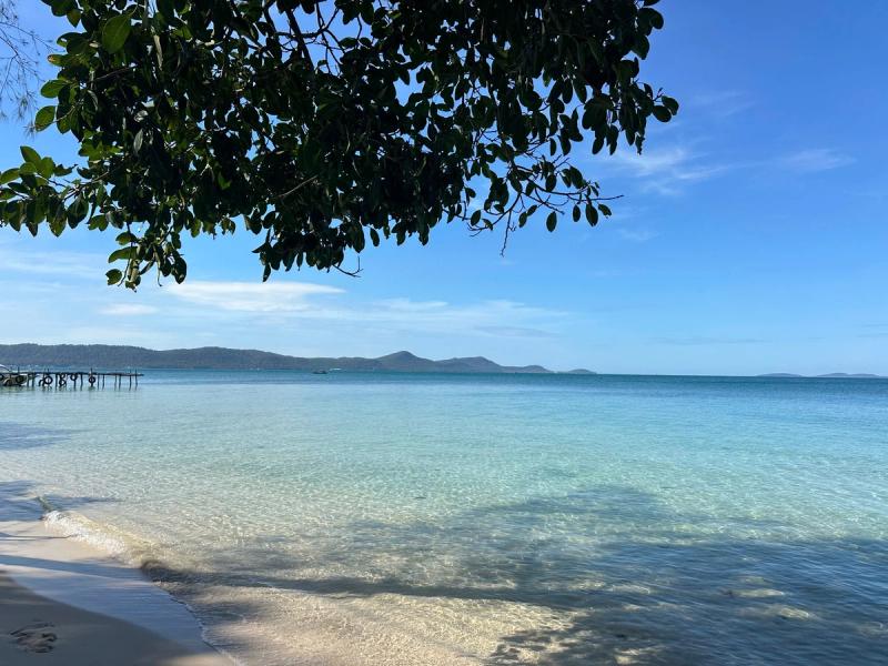 Shallow coastal water beneath leafy branches at Starfish Beach