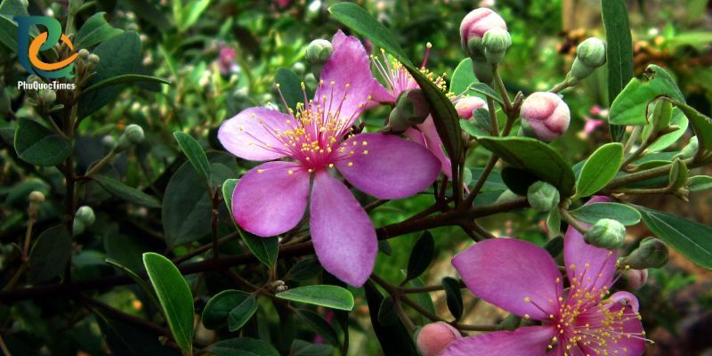 Rose myrtle flowers and buds used to identify the sim plant
