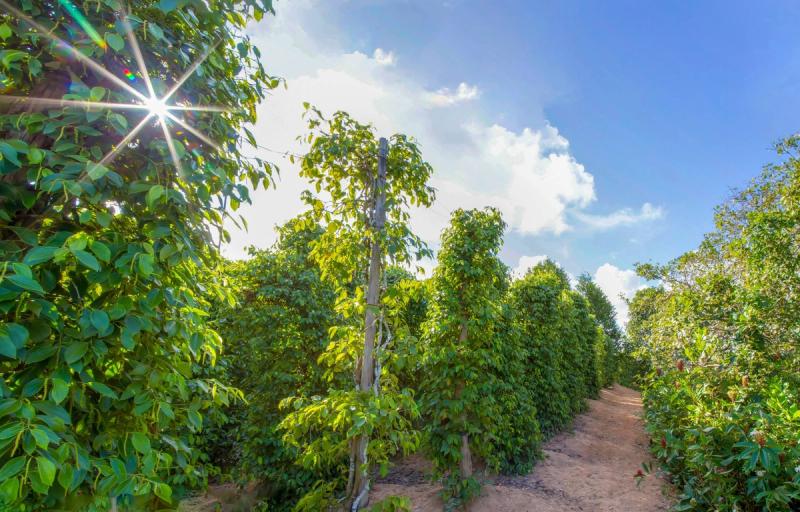 Path between pepper vines