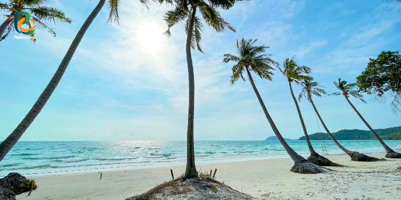 Palm trees leaning over the sand at Khem Beach