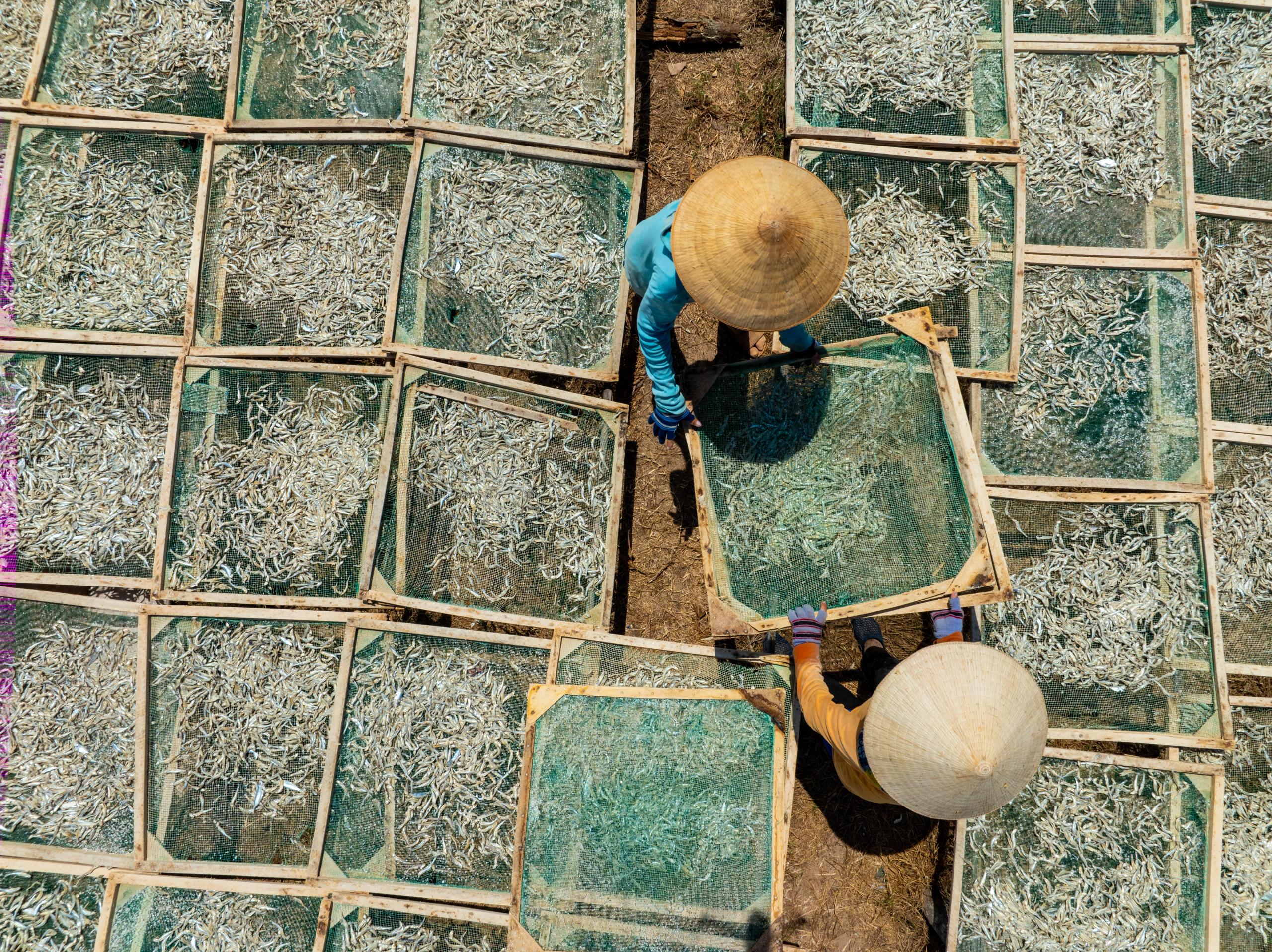 Workers carrying a rack among rows of fish drying in the sun