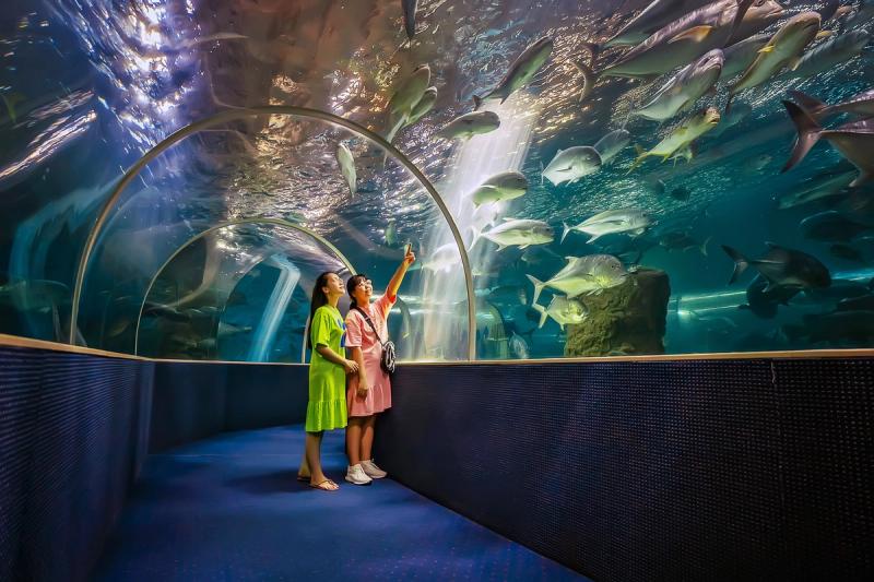 Visitors beneath the curved glass of an aquarium tunnel