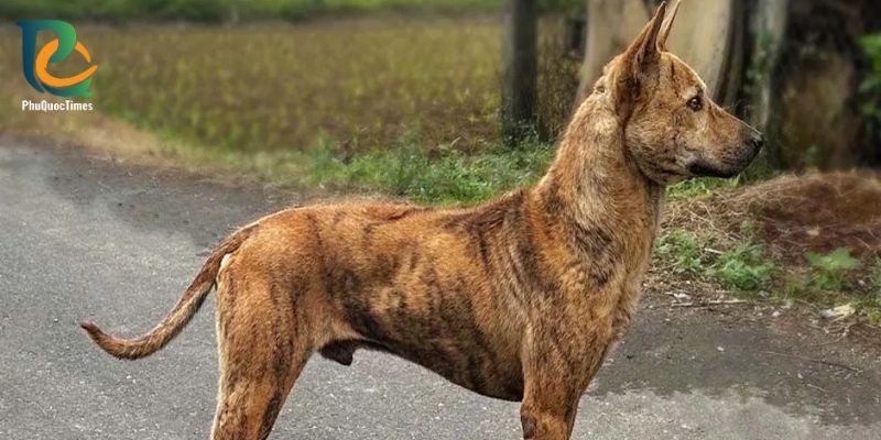 A brindle Phu Quoc ridgeback standing outdoors