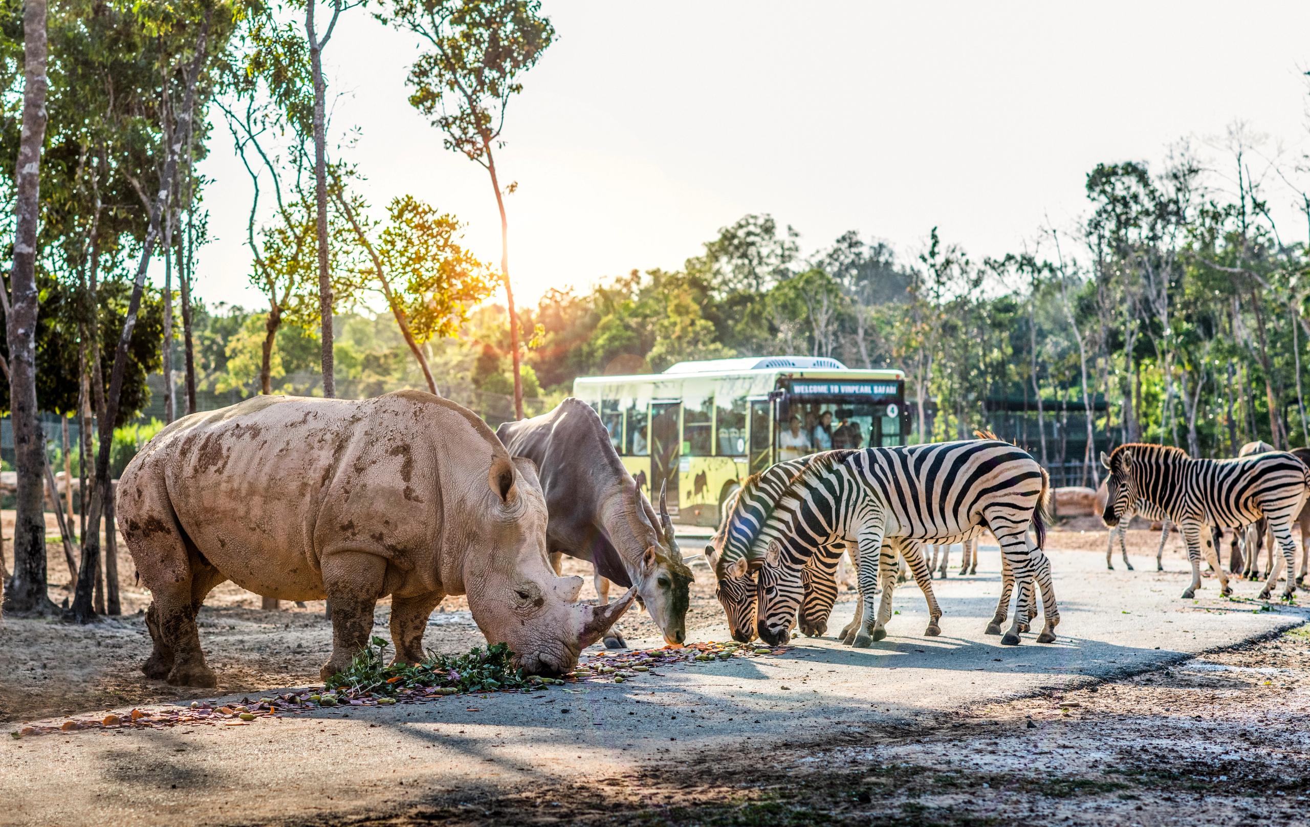 Rhinoceros and zebras beside a safari vehicle at Vinpearl Safari