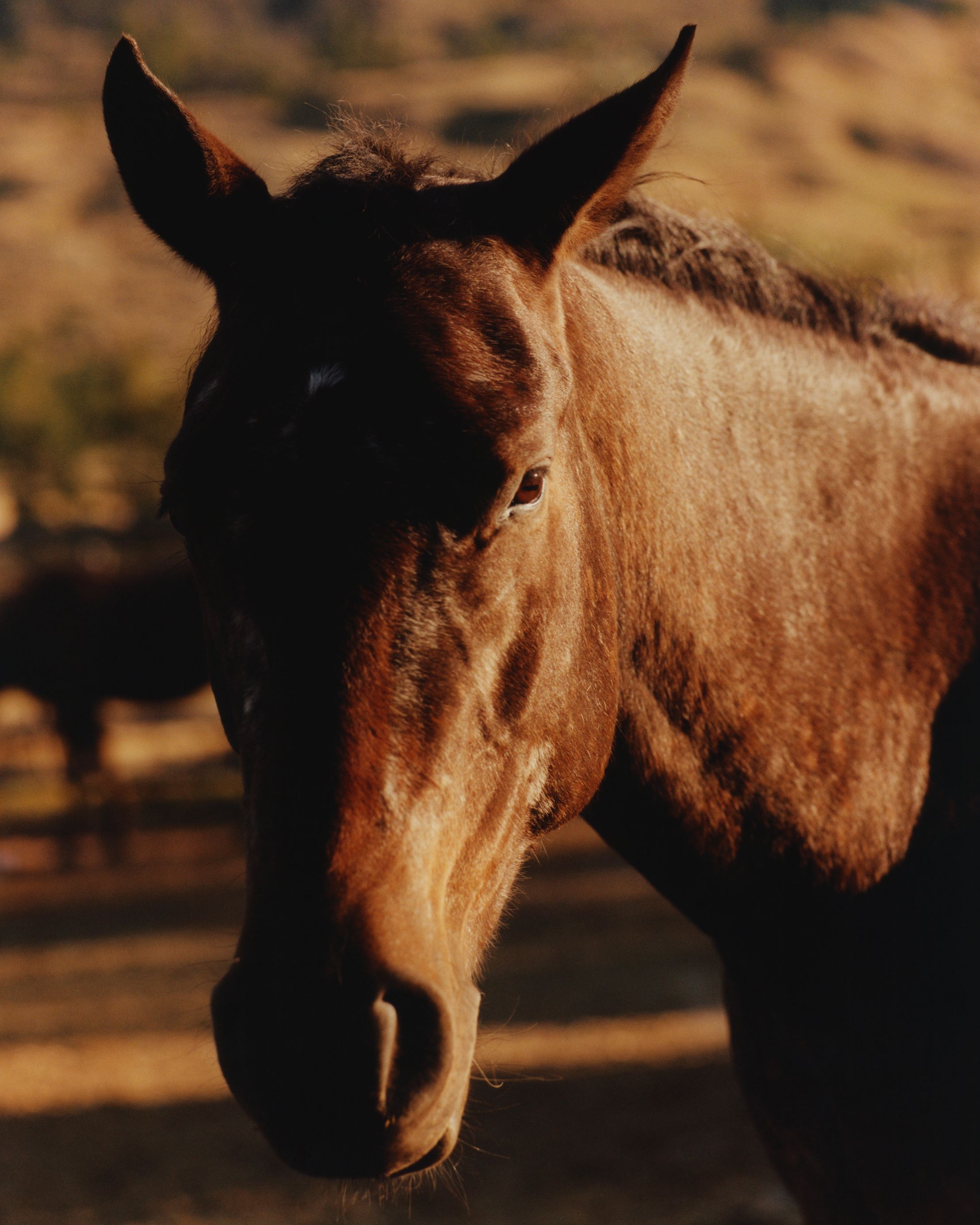 Take A Walk On The Wild Side 10