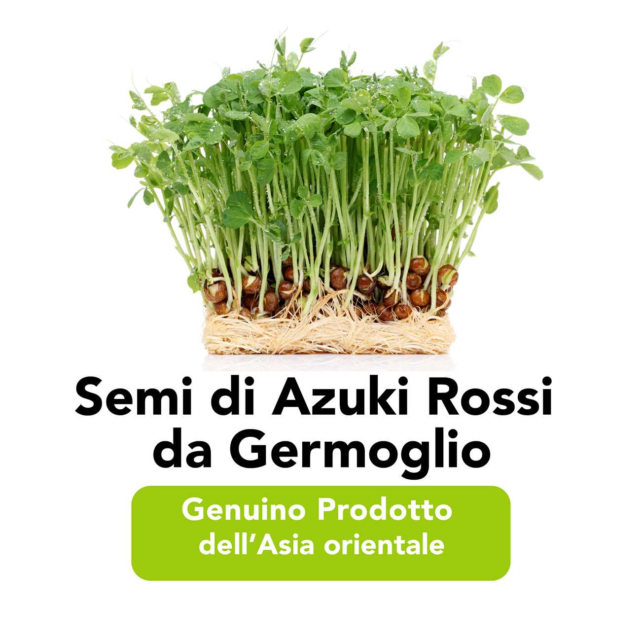Semi Di Fagioli Azuki Rossi Da Germoglio Bio 5