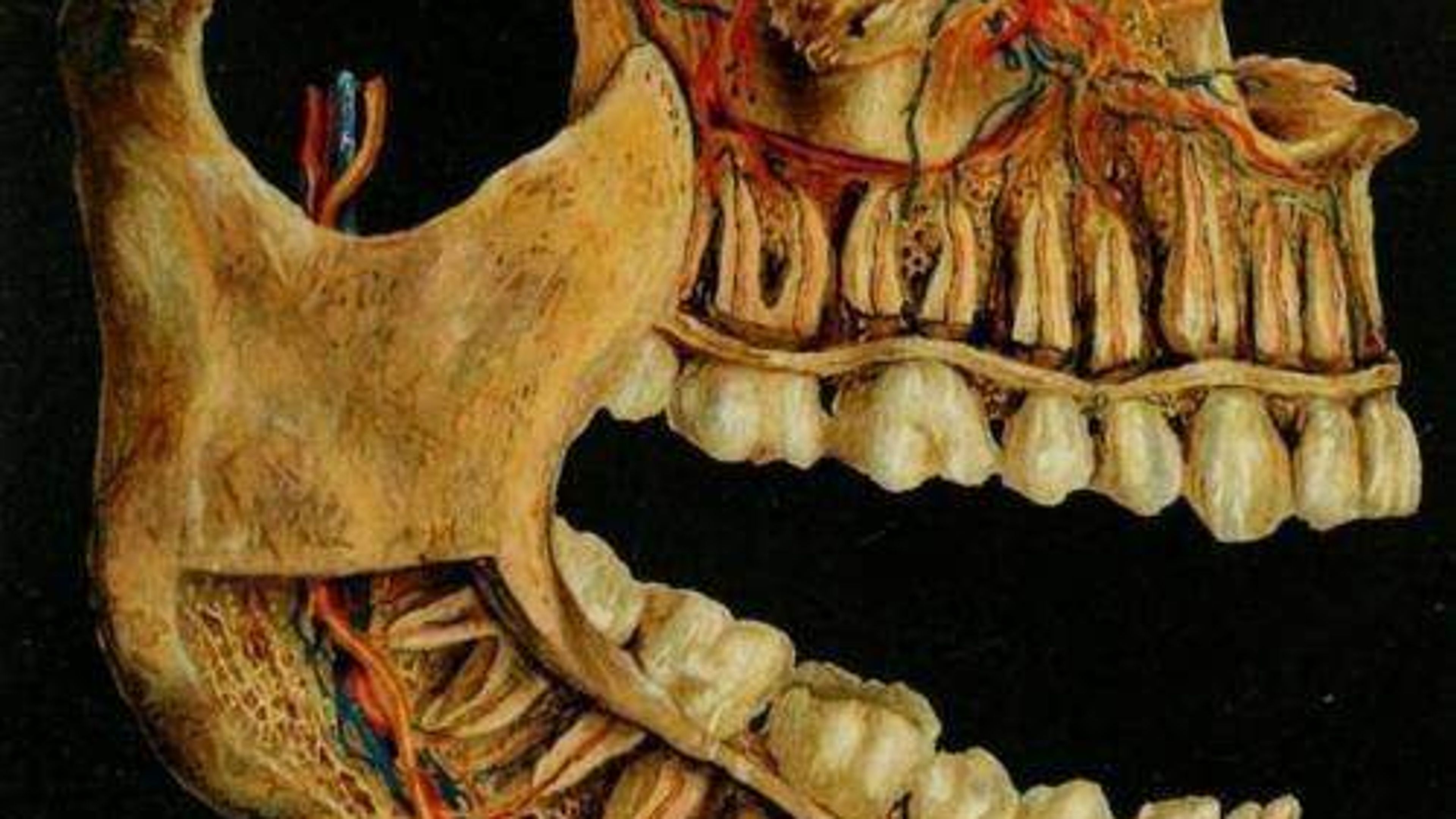I denti formano l’ingranaggio che sostiene il corpo.