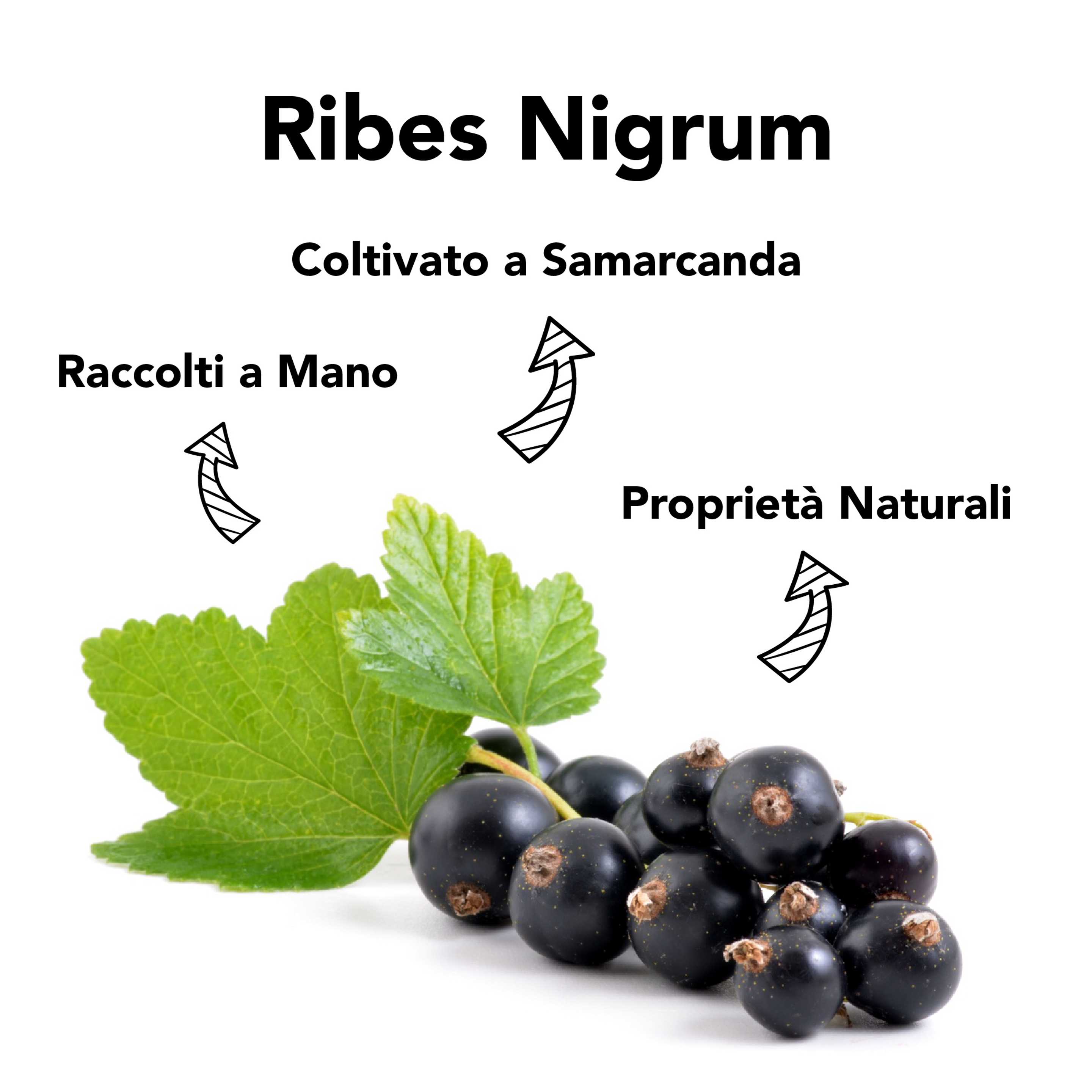 Ribes Nigrum Bio 5