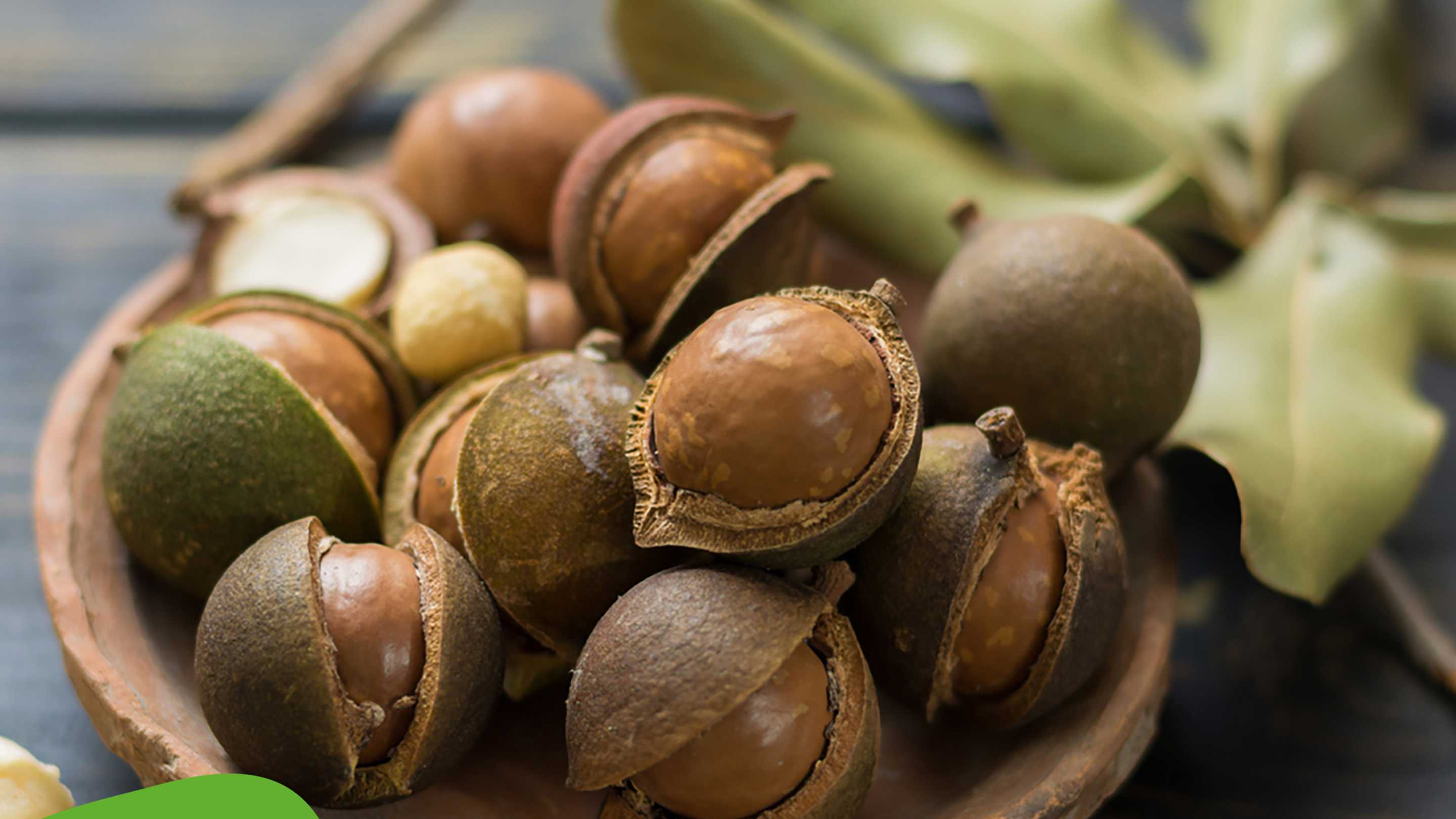 Noci di Macadamia: Proprietà, Benefici e Ricette