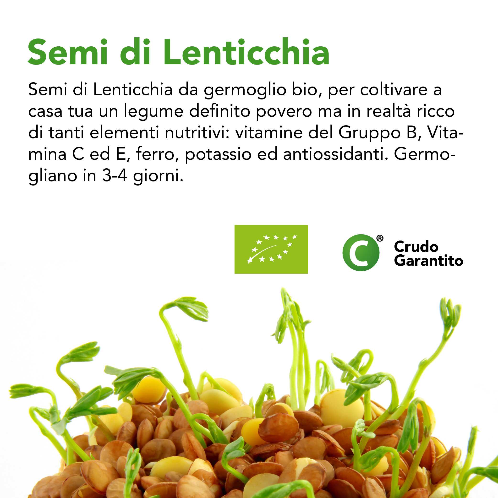 Semi Di Lenticchie Da Germoglio Bio 4