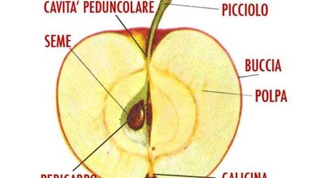 Chi mangia il torsolo di mele ed i semini al suo interno?