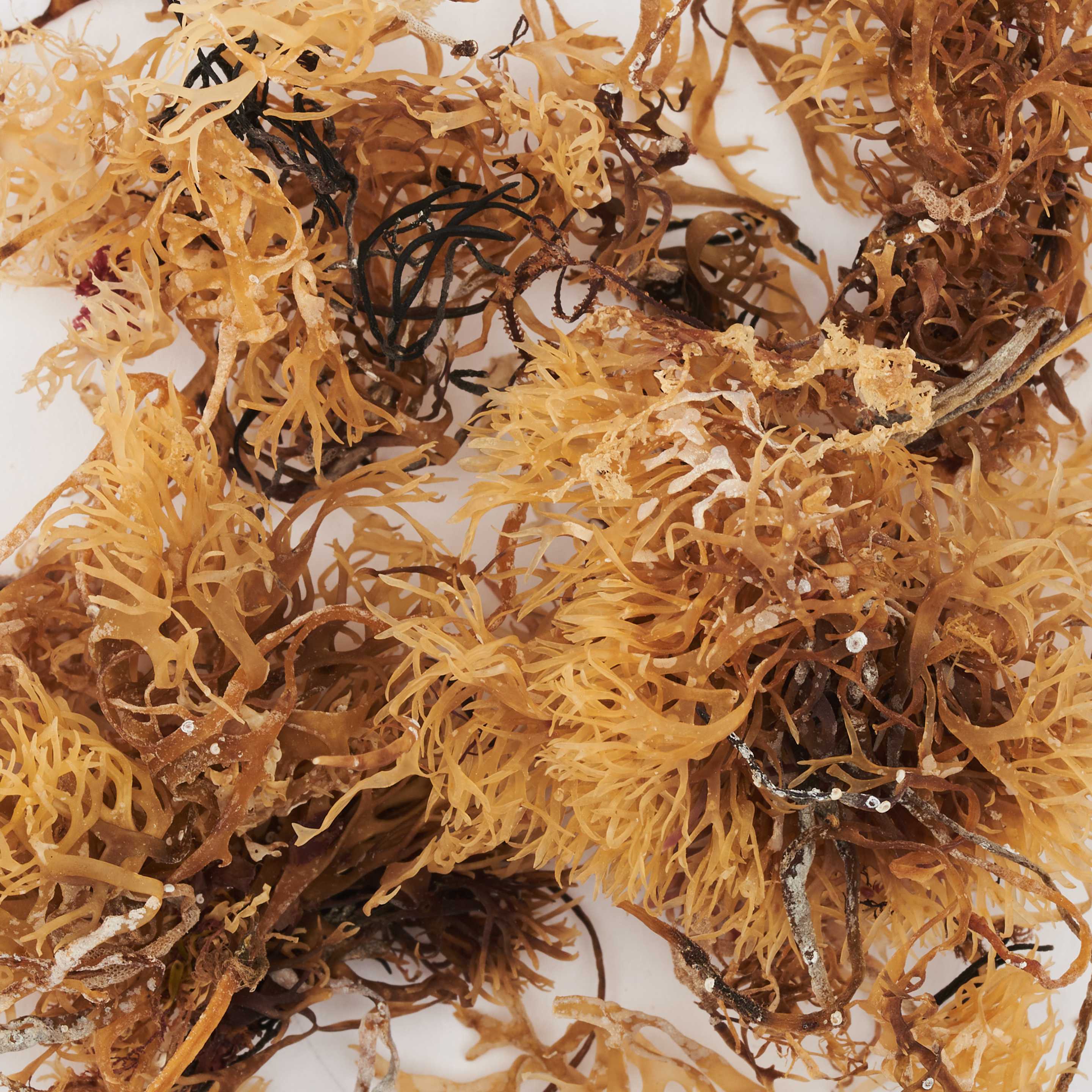 Sea Moss o Chondrus Crispus: l'alga bio del Nord Europa