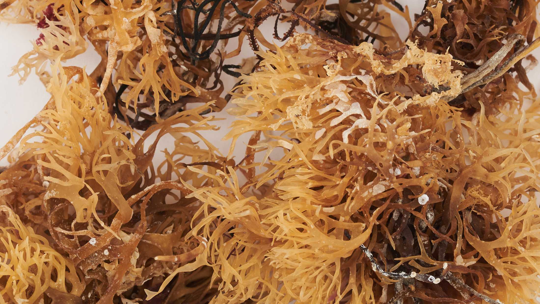 Chondrus Crispus (Irish Sea Moss): Proprietà, Benefici e Ricette
