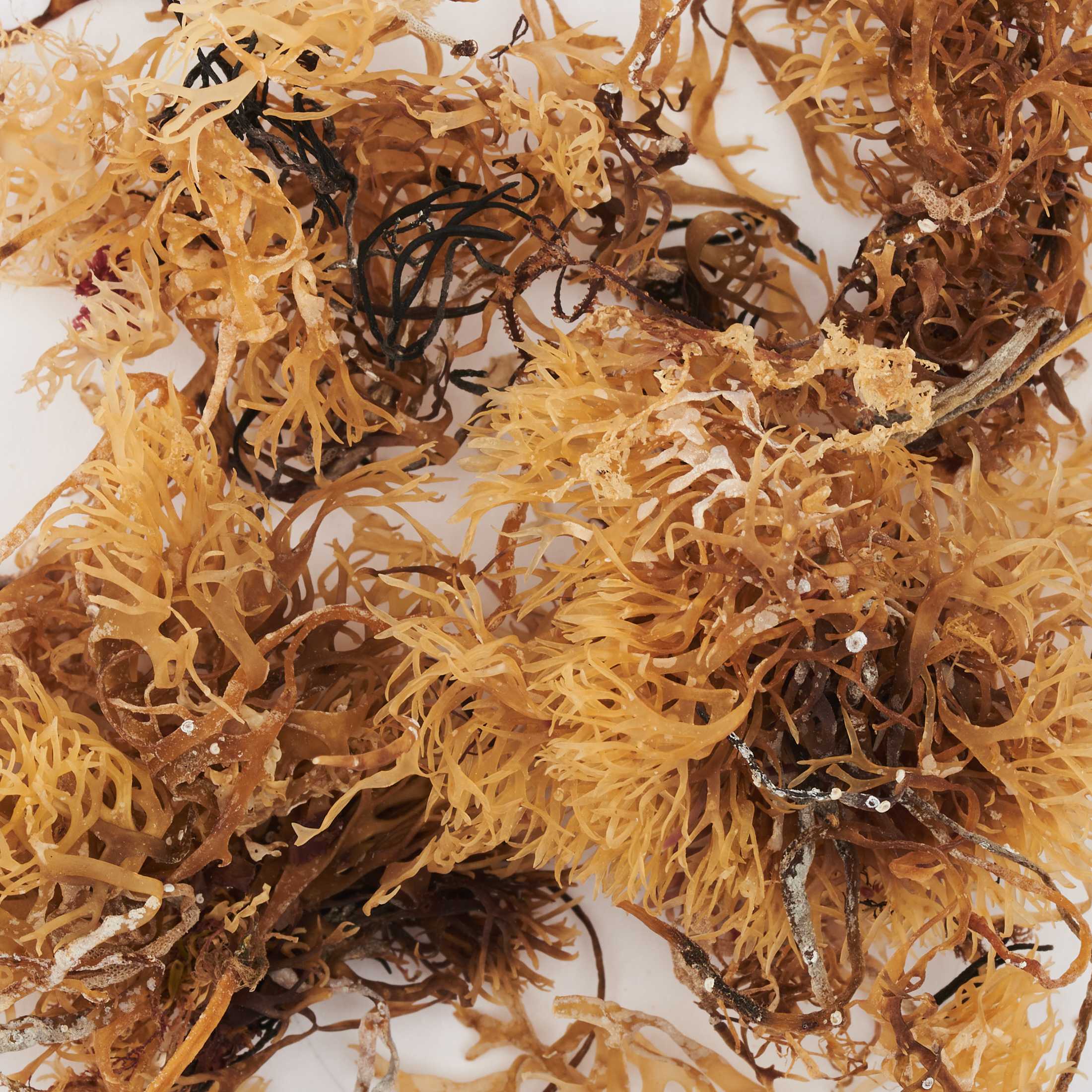 Alghe Irish Moss (Chondrus Crispus) Crude E Bio 3