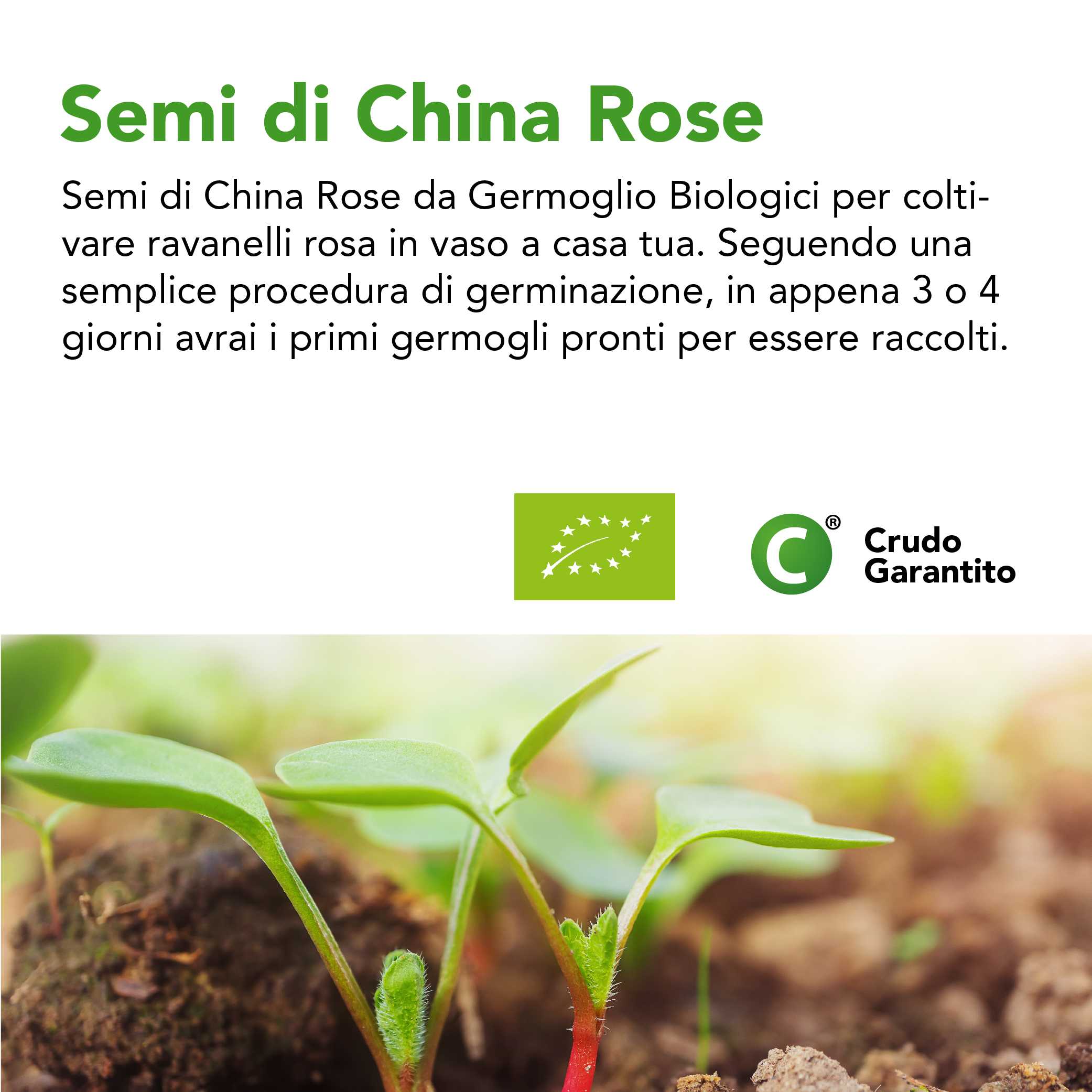 Semi Di Ravanello Rosa (China Rose) Da Germoglio Bio 4