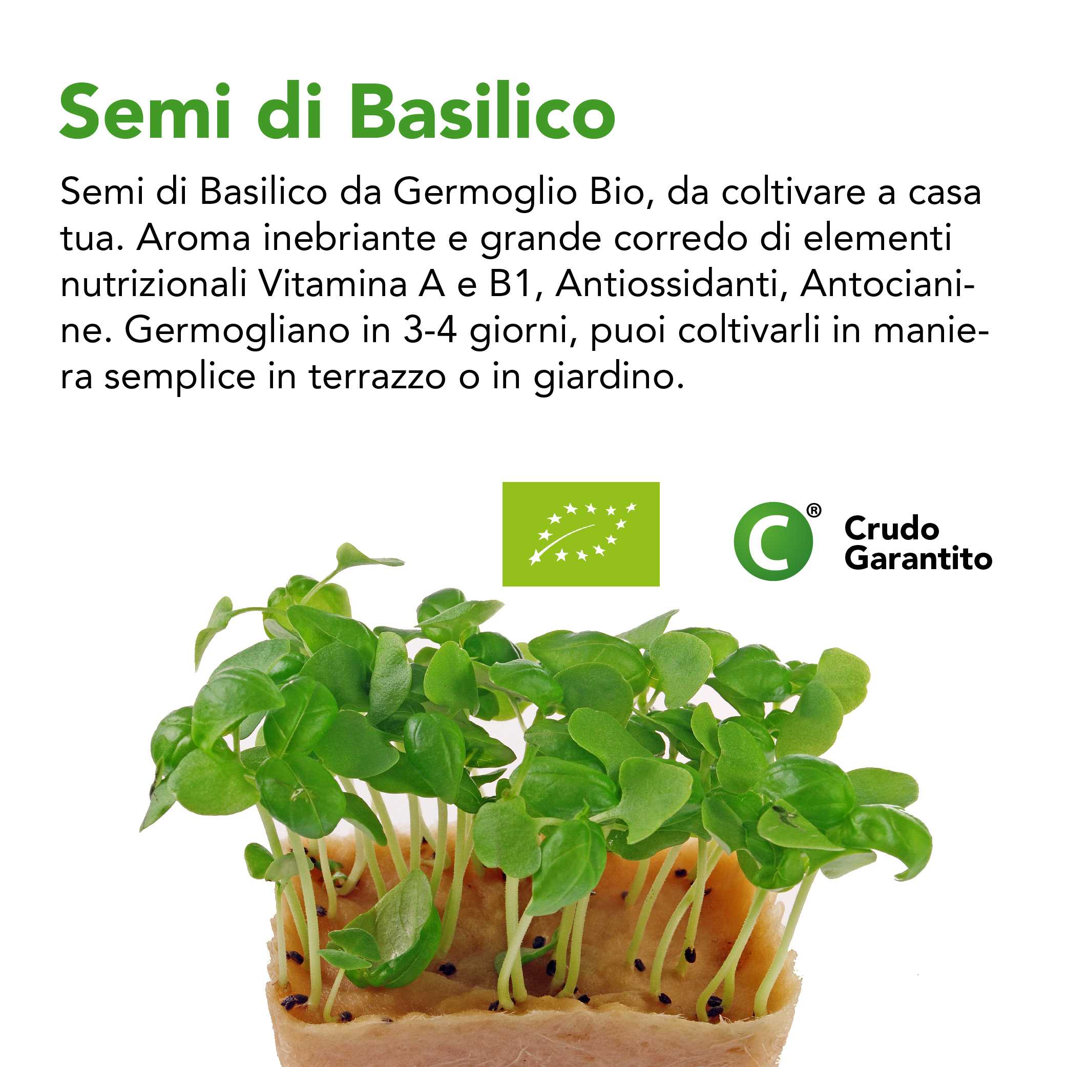 Semi Di Basilico Da Germoglio Bio 5