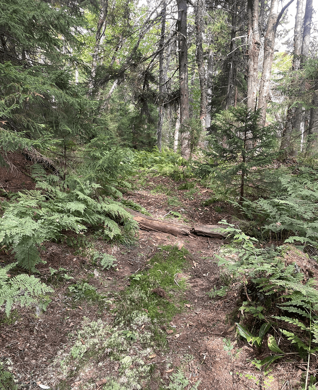 ATV trail on Mount Signal