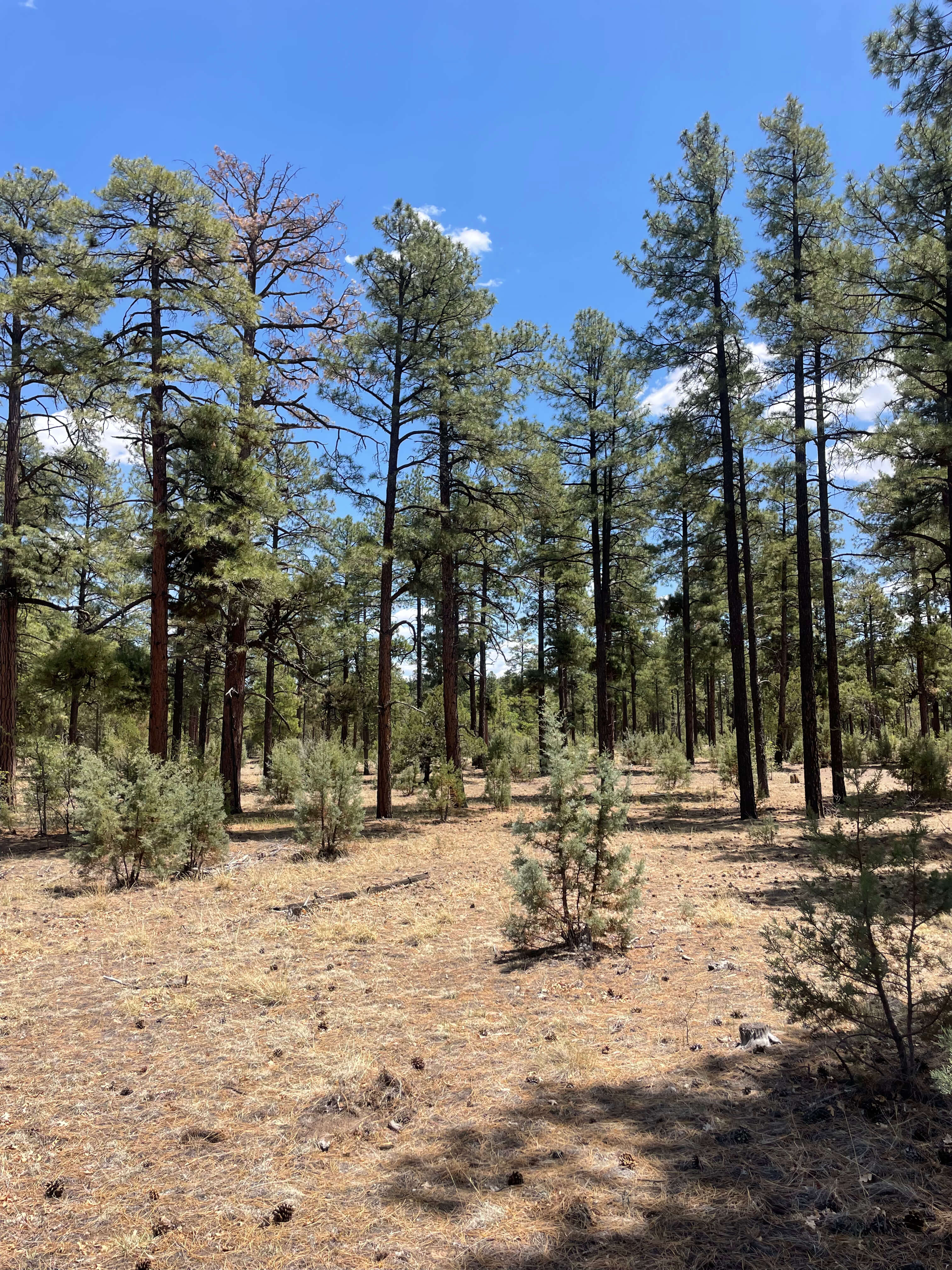 New Mexico forest