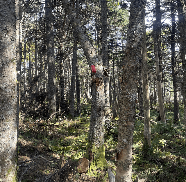 Red nalgene on Mount Signal