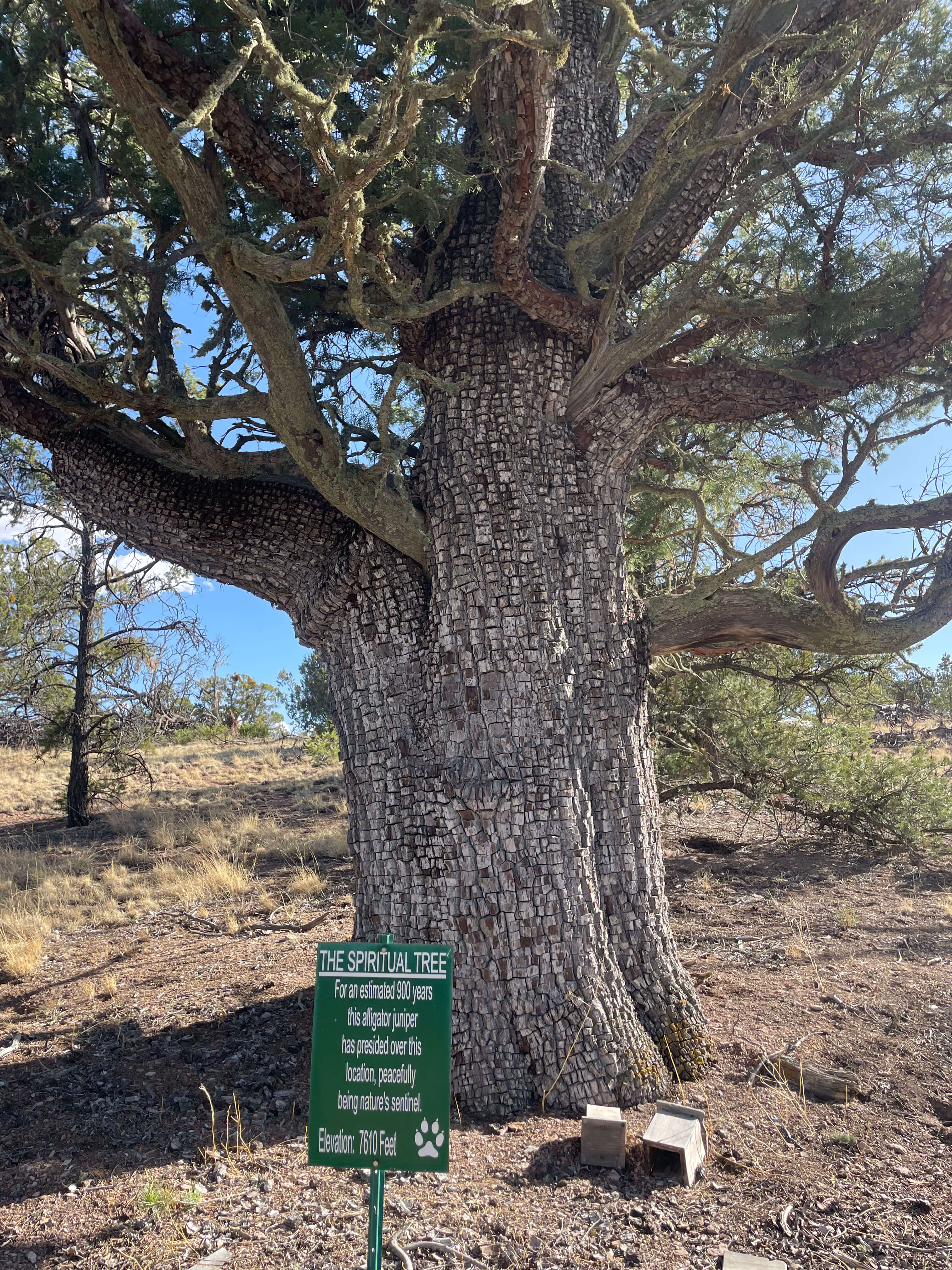 Spiritual tree, Datil Well Campground