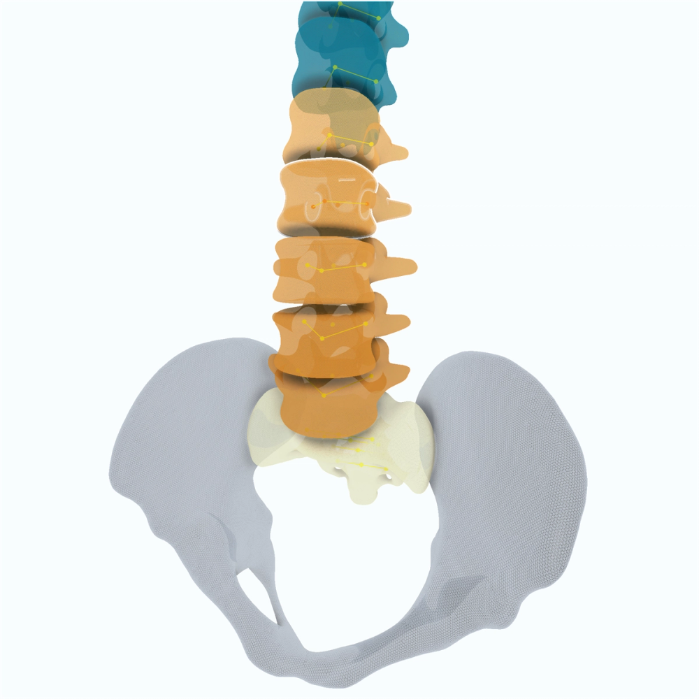 CT segmentation of sacrum and ilium