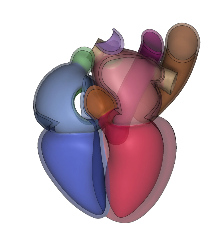 shape model of the structural heart from a tetrahedral mesh, with thick walls