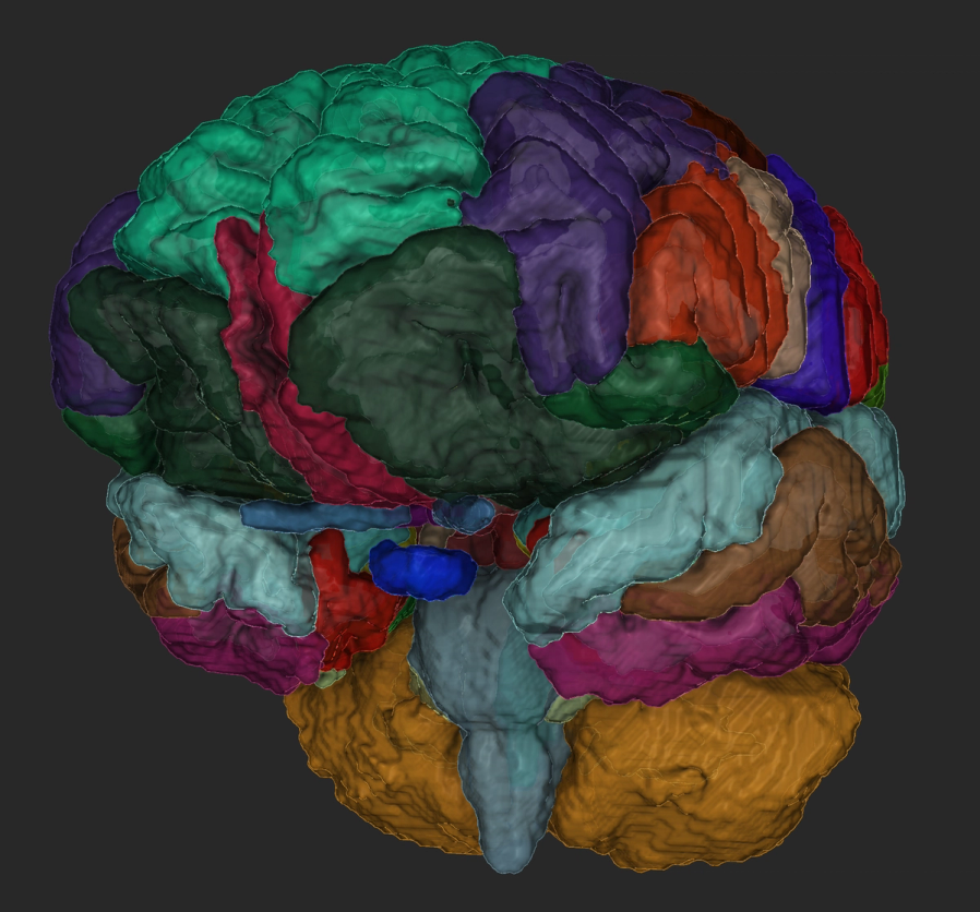 Whole-brain parcellation as named meshes