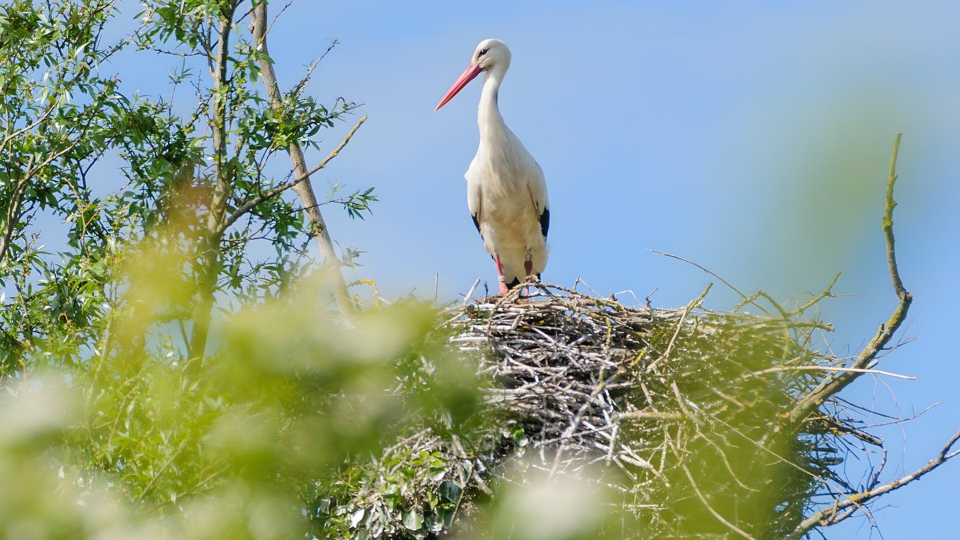 Cigogne ; Réserve naturelle du marais d'Yves