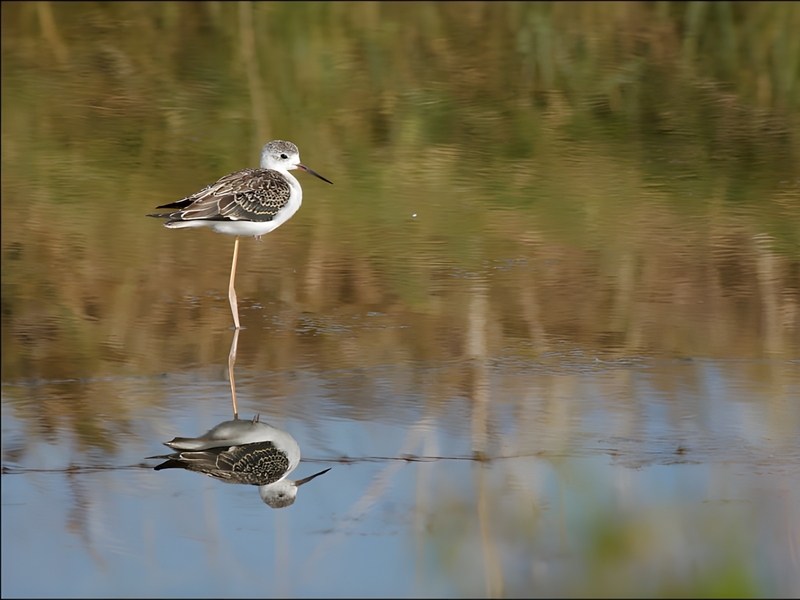 Le Marais aux Oiseaux, Dolus-d'Oléron