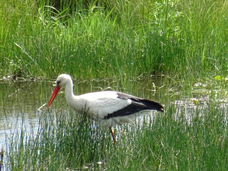 Cigogne dans le marais de Brouage