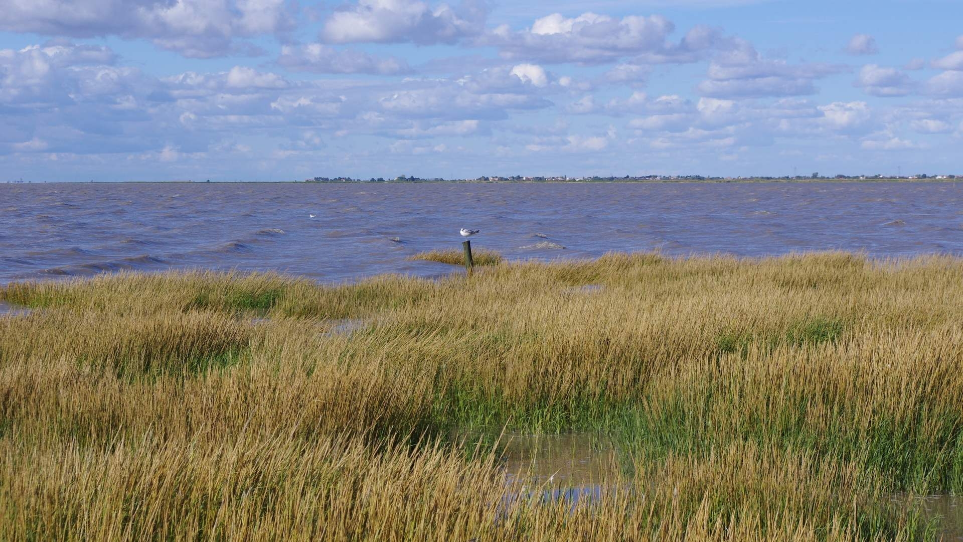 Réserve naturelle nationale de la Baie de l'Aiguillon