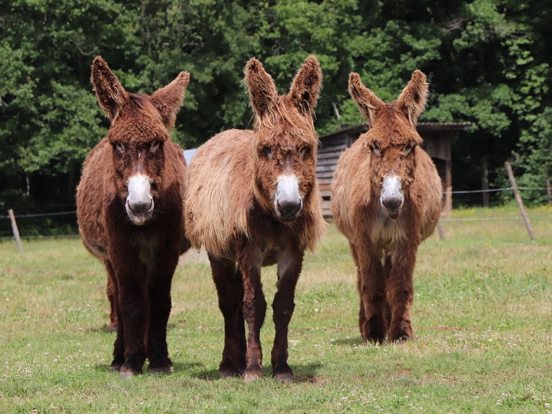 L’Asinerie du Baudet du Poitou, Dampierre-sur-Boutonne