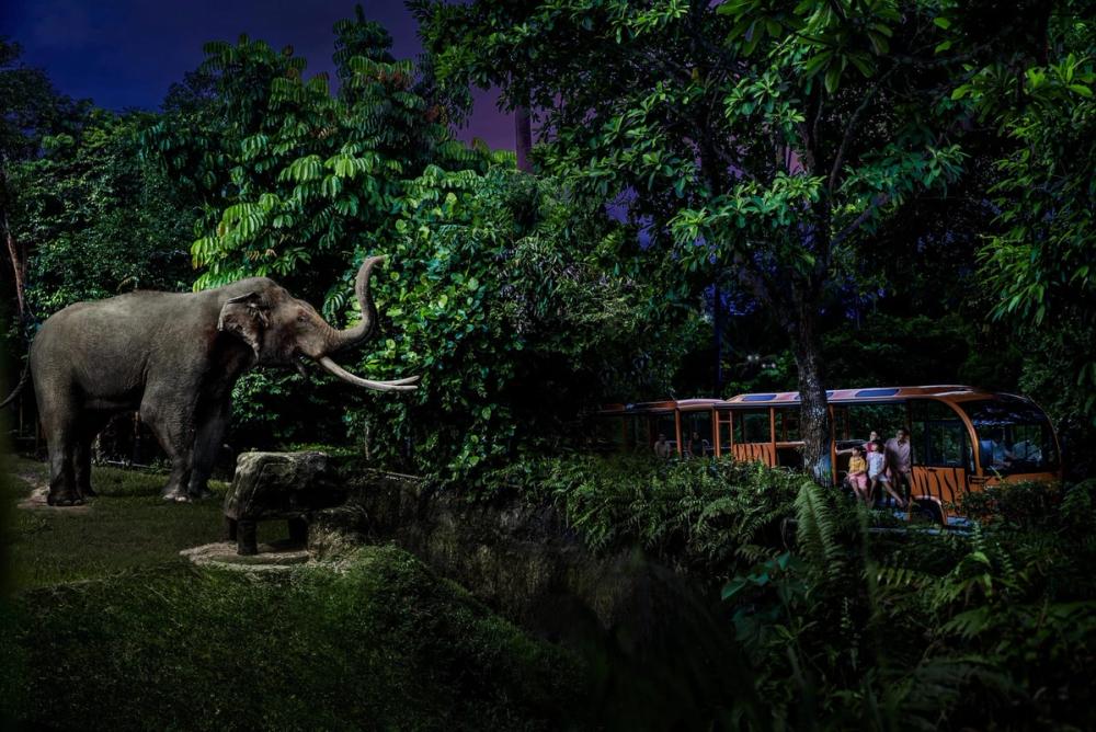 Night Safari w Tram - Fixed Date / Time