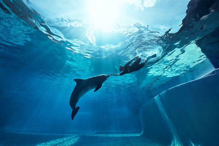 Dolphin Connection + Oeanarium - Fixed Date / Time