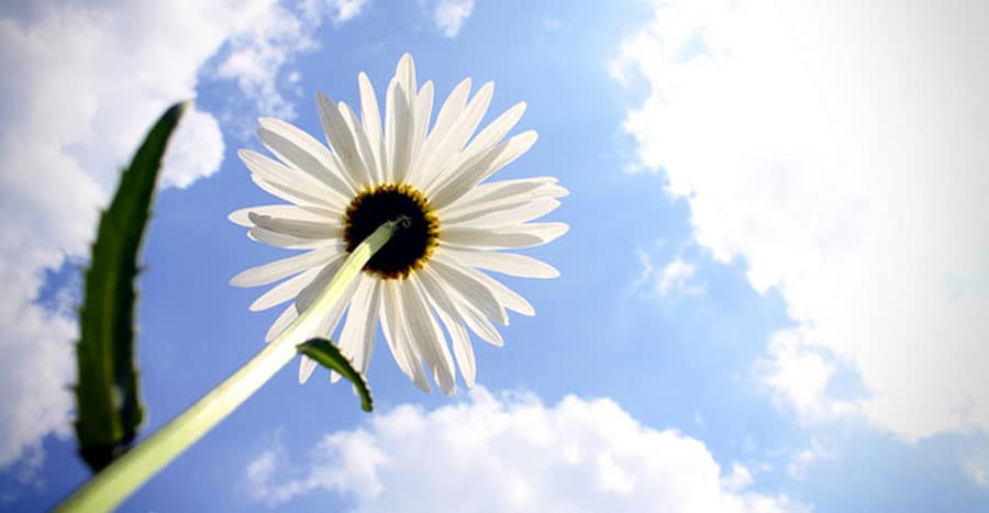 Healthier Alternative to Decorative Fluorescent Light Covers