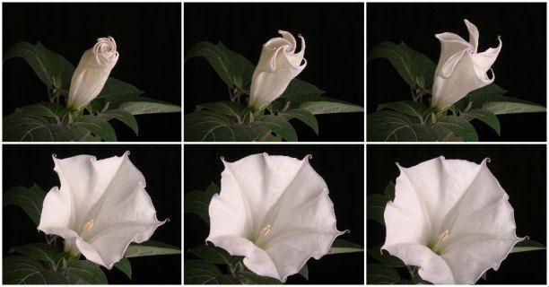 Dr. Ott – Pioneer of Full Spectrum Light