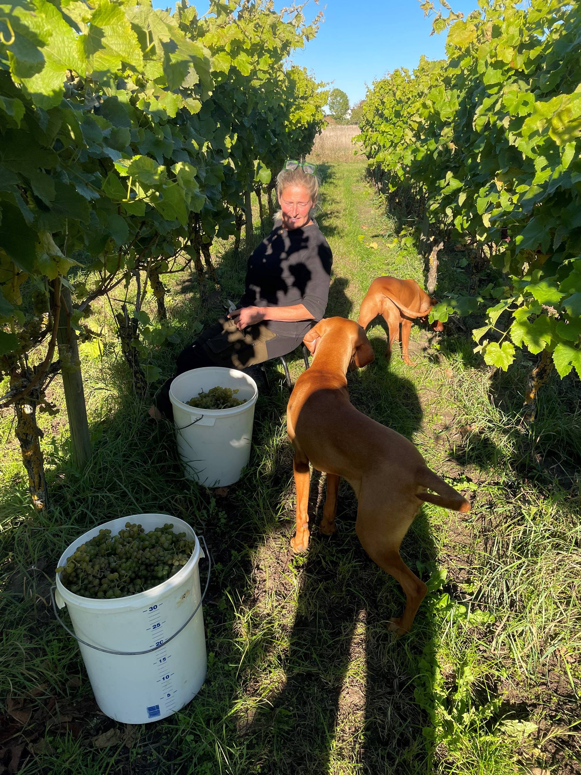 Ekesåkra Vingård Österlenvin