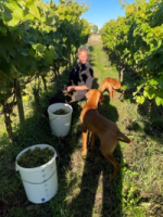 Ekesåkra Vingård Österlenvin