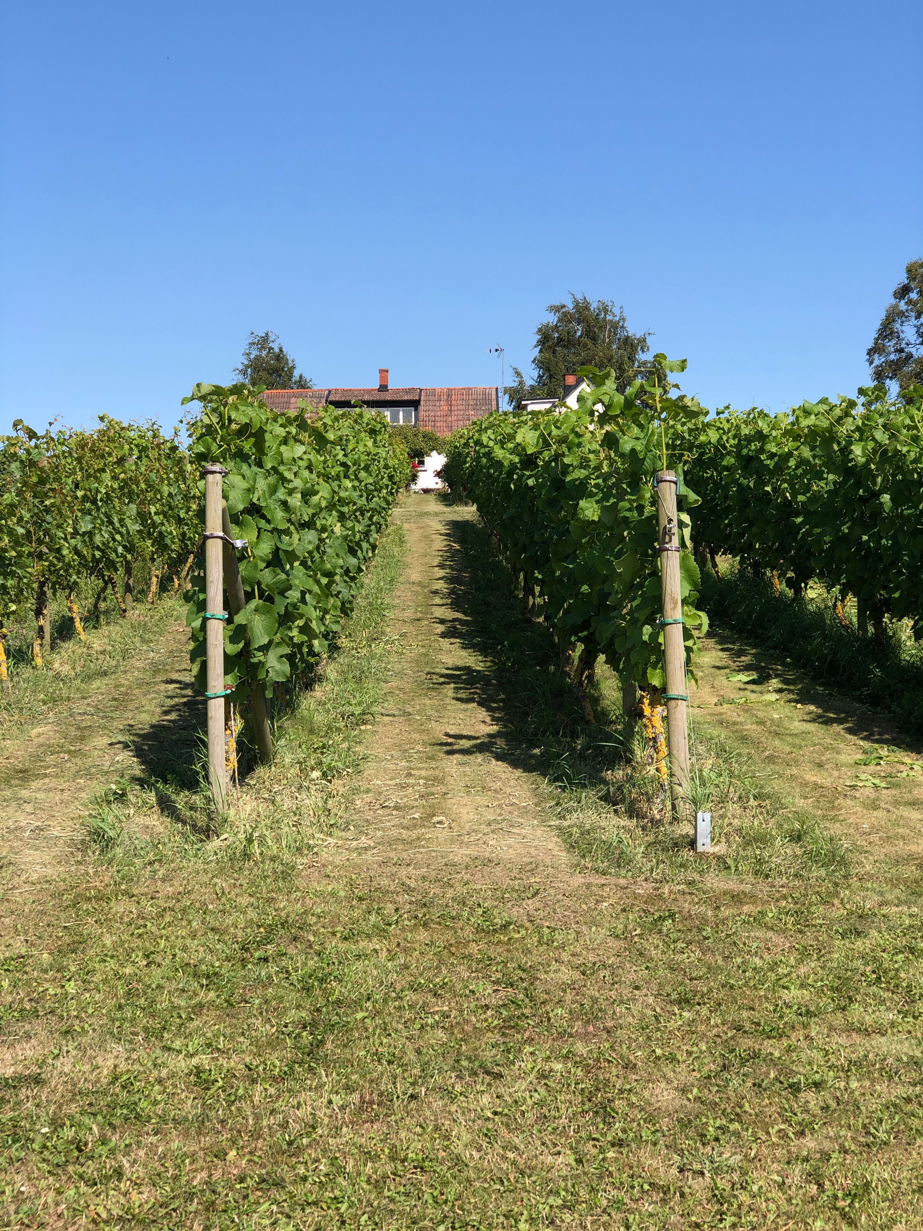 itWine AB